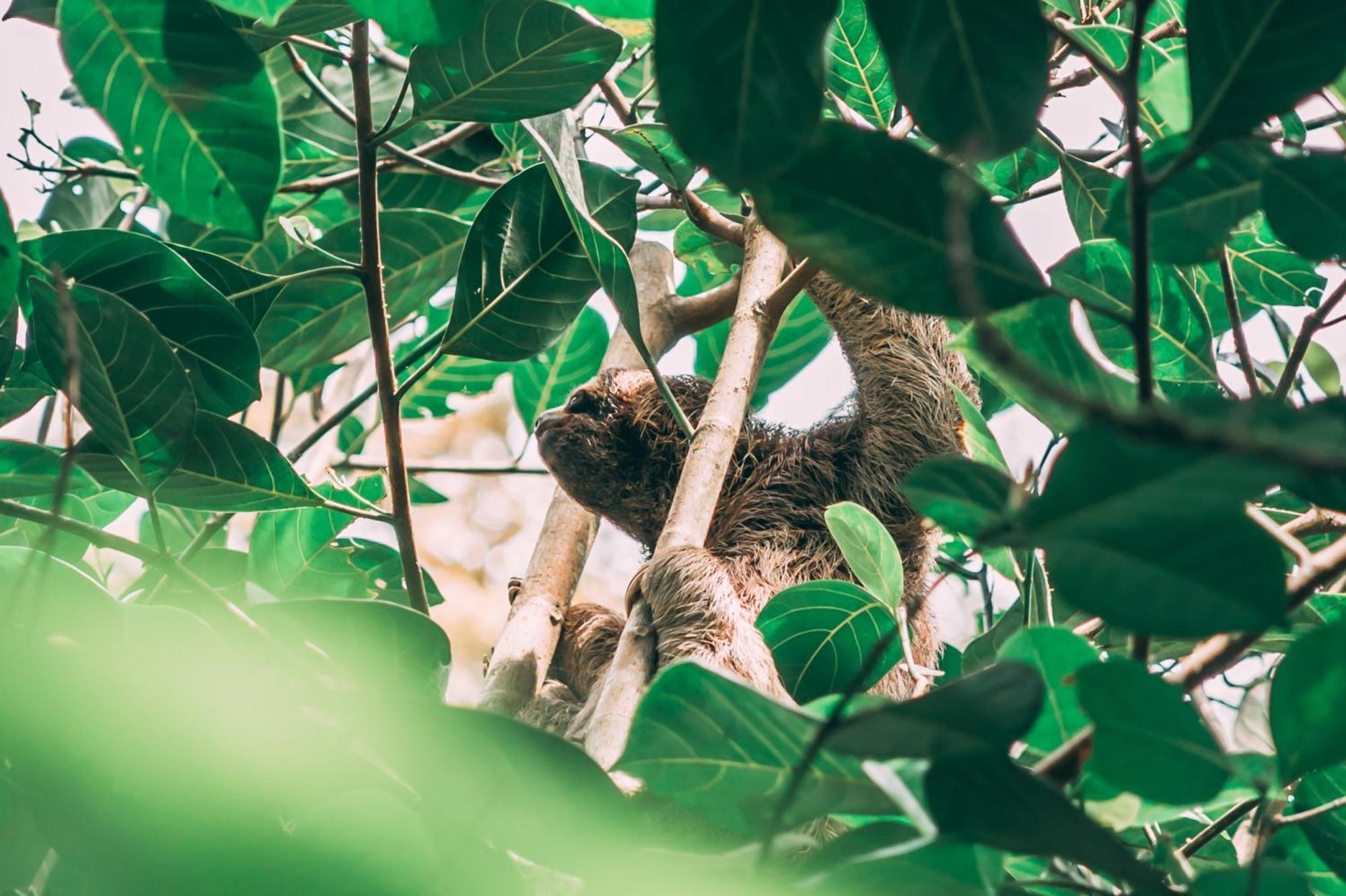 La Loma Jungle Lodge And Chocolate Farm Μπόκας ντελ Τόρο Εξωτερικό φωτογραφία